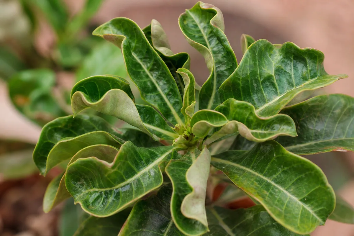 Close-up of curling leaves on Adenium - inward cupping along thick glossy leaf margins with puckered blade surface