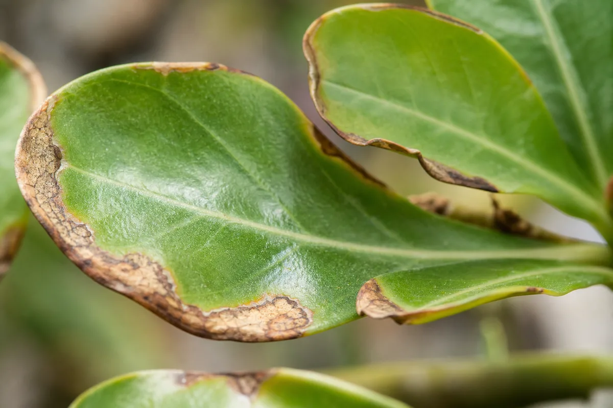 Close-up of Fertilizer Burn on Adenium - diagnostic detail