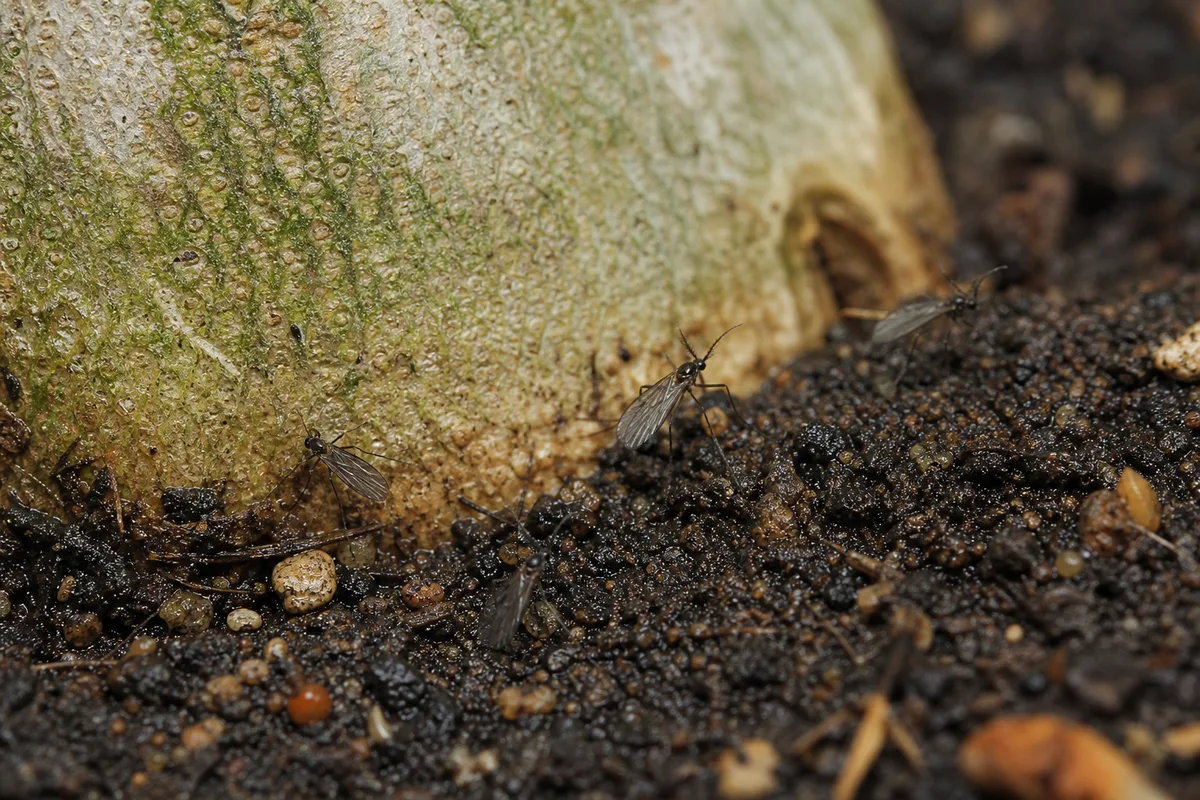 Close-up of Fungus Gnats on Adenium - diagnostic detail