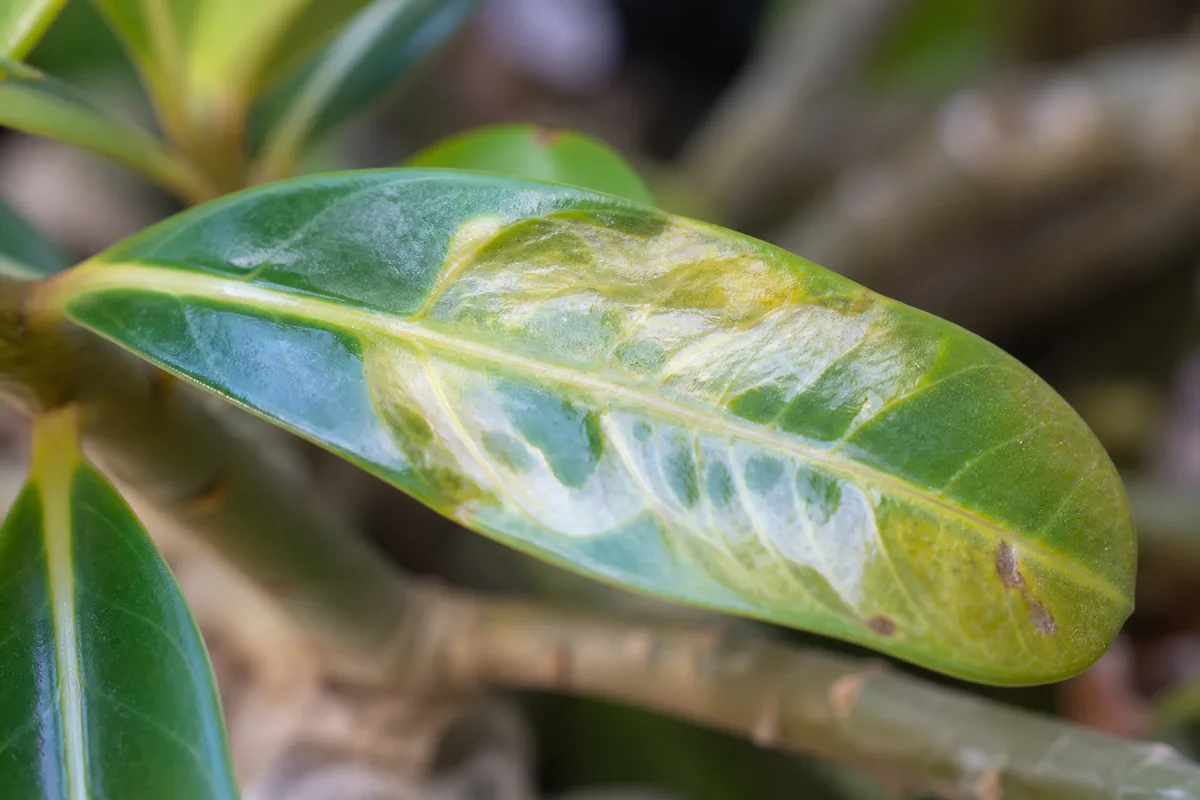 Close-up of High Humidity on Adenium - diagnostic detail