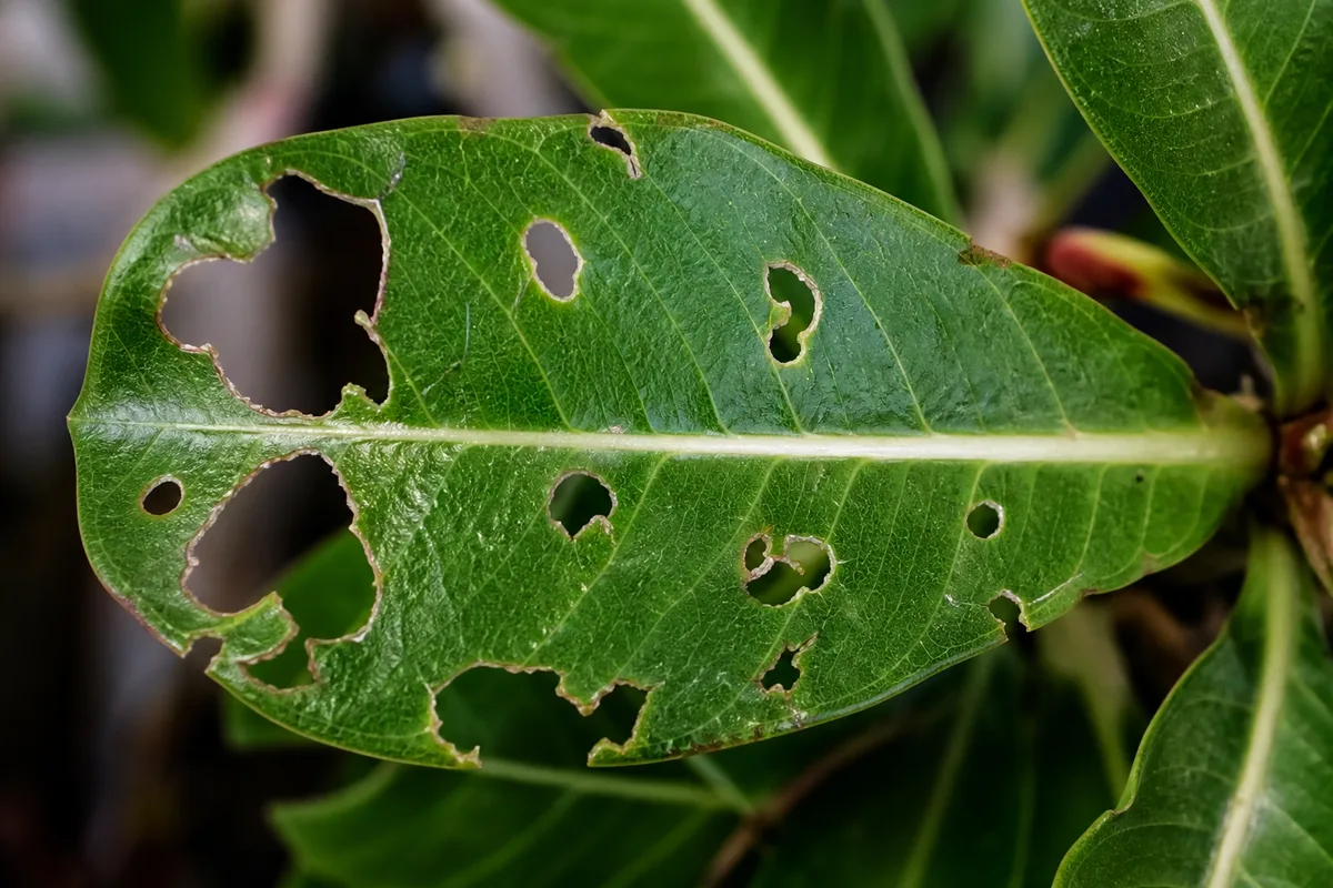 Close-up of Holes in Leaves on Adenium - diagnostic detail