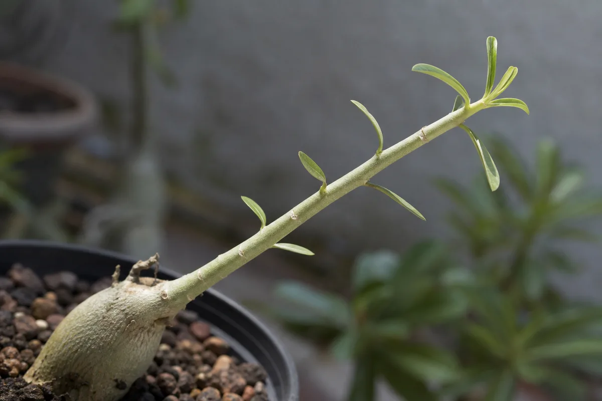 Close-up of Leggy Growth on Adenium - diagnostic detail