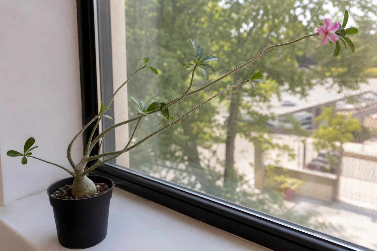 Leggy Growth on Adenium - visible symptom on the plant