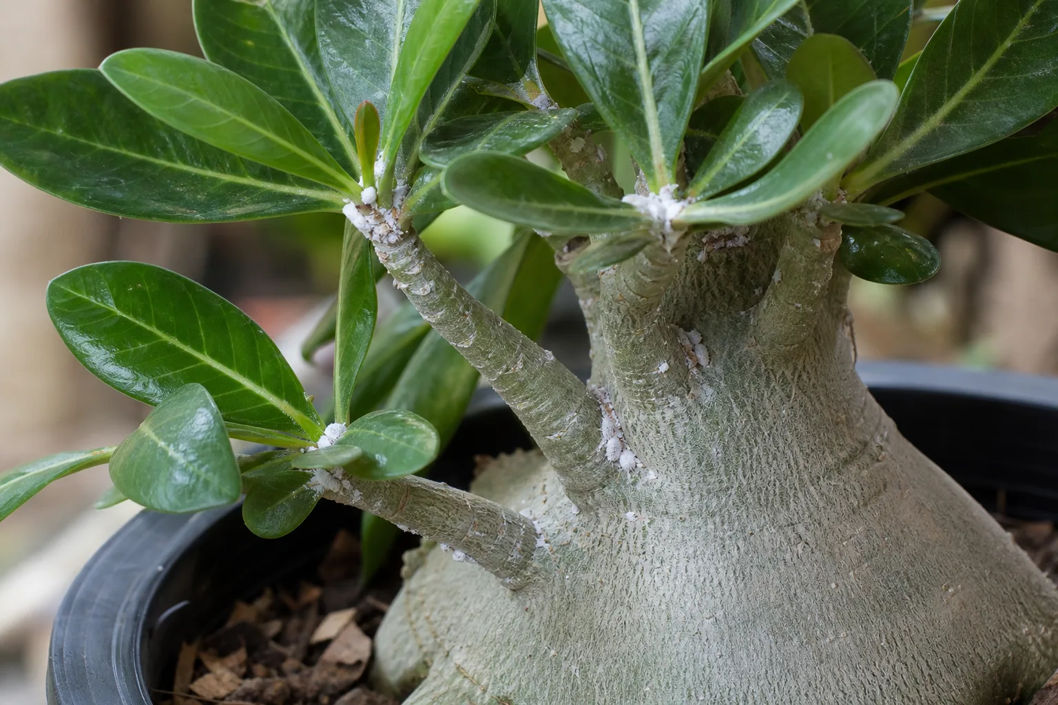 Mealybugs on Adenium - visible symptom on the plant