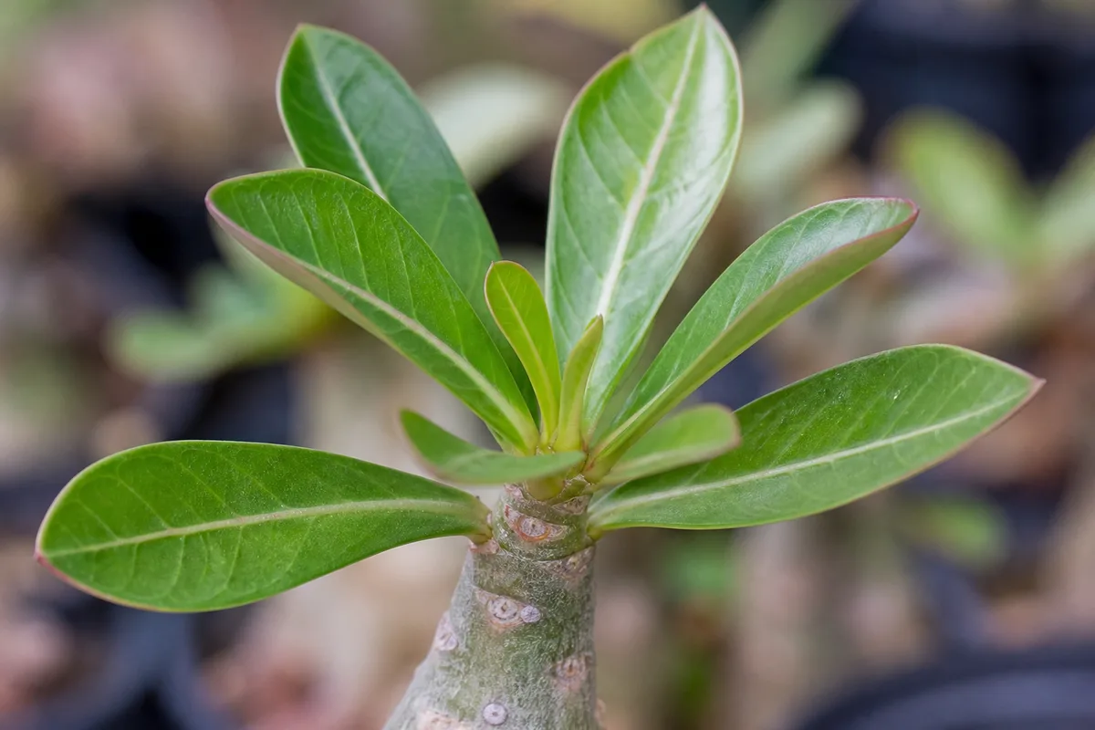 Close-up of No Flowers on Adenium - diagnostic detail