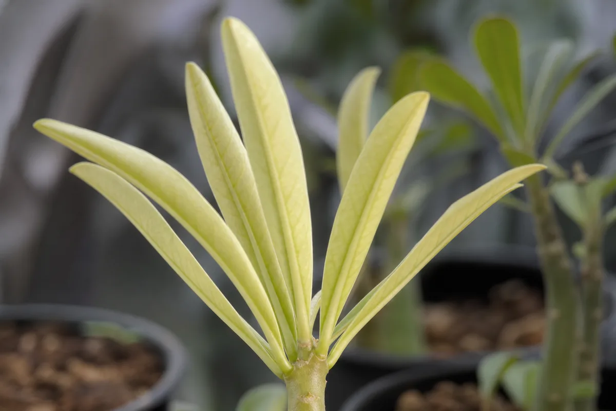 Adenium showing not-enough-light symptoms for light planning