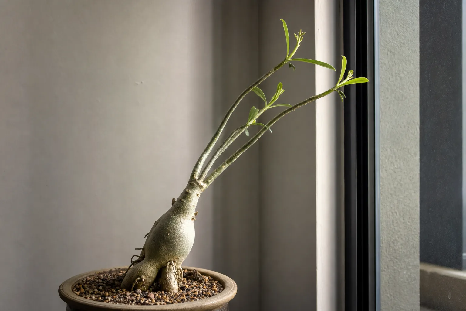 Not Enough Light on Adenium - visible symptom on the plant