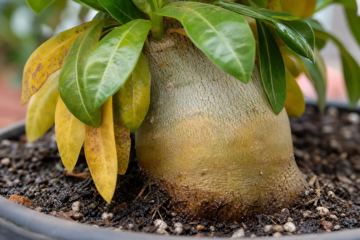 Close-up of overwatering on Adenium - soft caudex at the soil line with damp mix and yellowing lower leaves