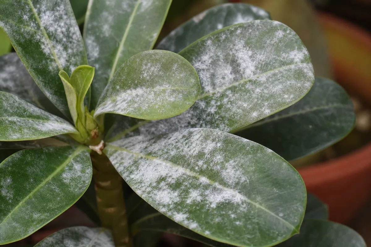 Close-up of powdery mildew on Adenium - white talc-like dust on upper leaf surfaces