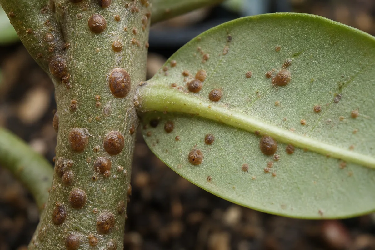 Close-up of Scale Insects on Adenium - diagnostic detail
