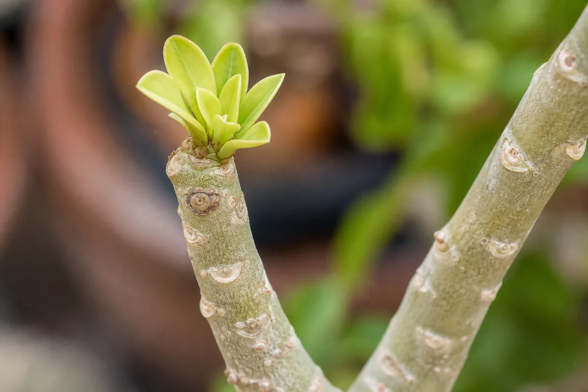 Close-up of slow growth on Adenium - small pale new leaves at a stem tip with bare woody stem below and no internode progress