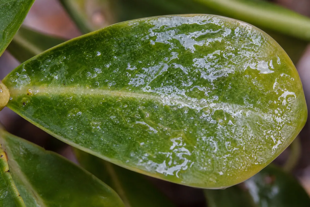 Close-up of Sticky Leaves on Adenium - diagnostic detail