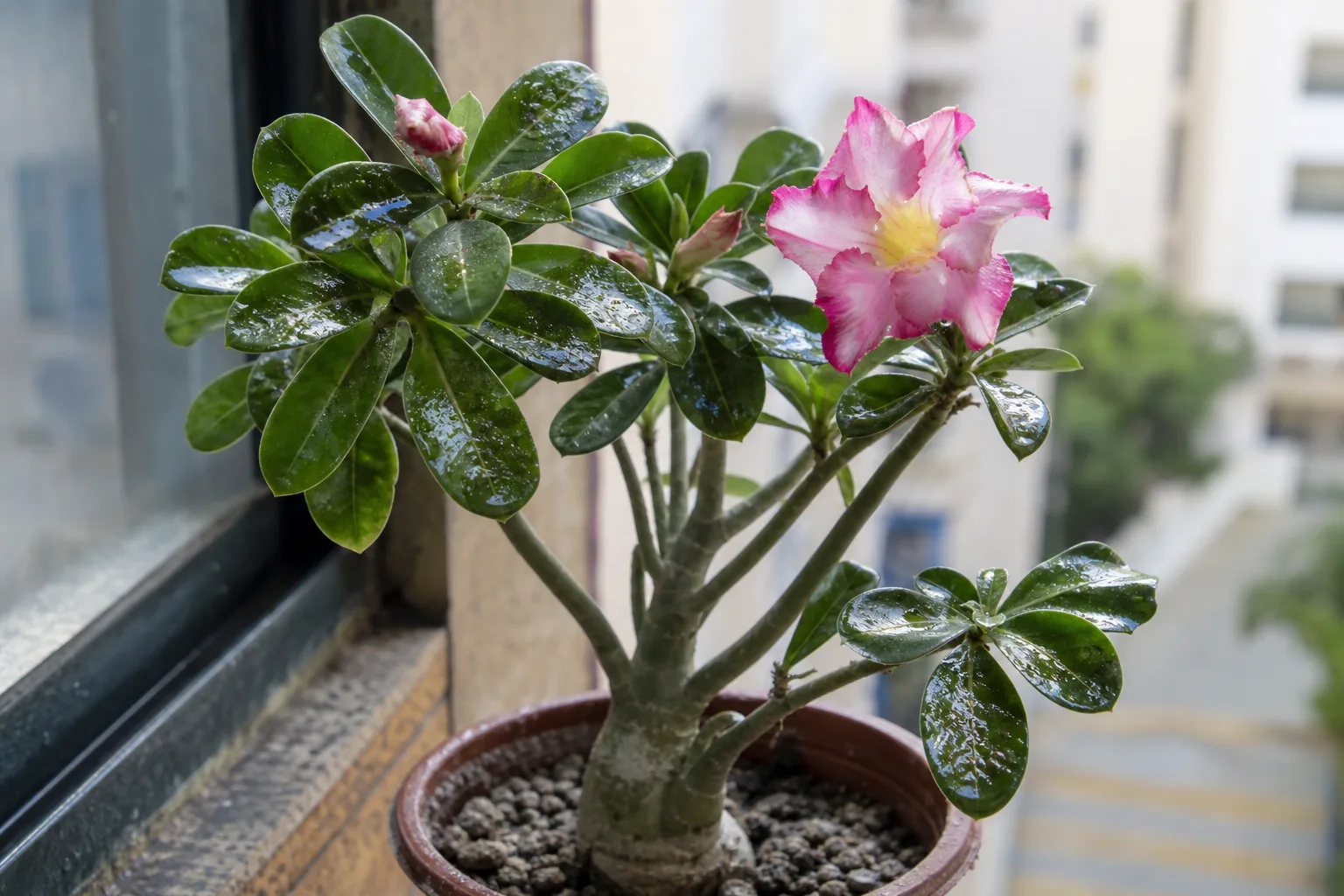 Sticky Leaves on Adenium - visible symptom on the plant
