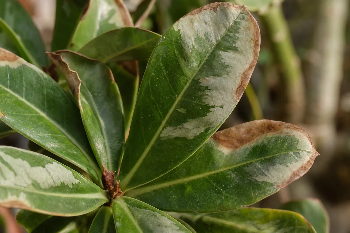 Close-up of sunburn on Desert Rose - bleached silvery patches and crispy brown margins on sun-exposed Adenium leaves