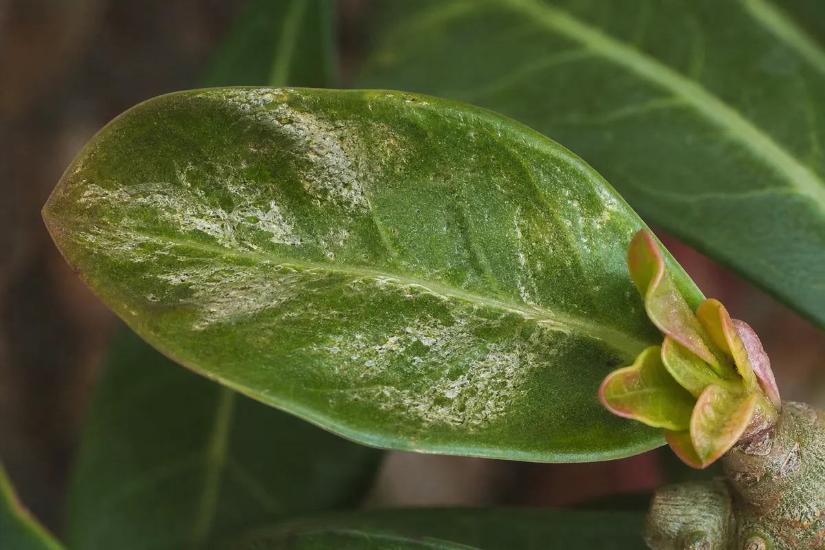 Close-up of Thrips on Adenium - diagnostic detail