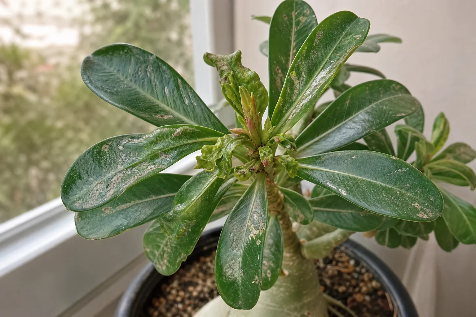 Thrips on Adenium - visible symptom on the plant