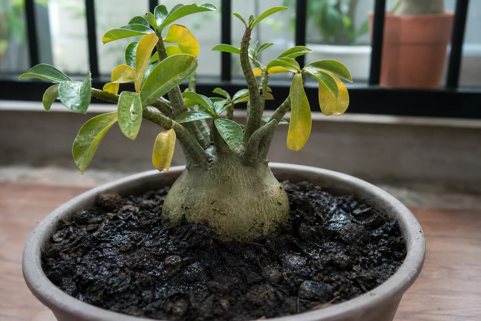 Wrong Soil Mix on Adenium - visible symptom on the plant