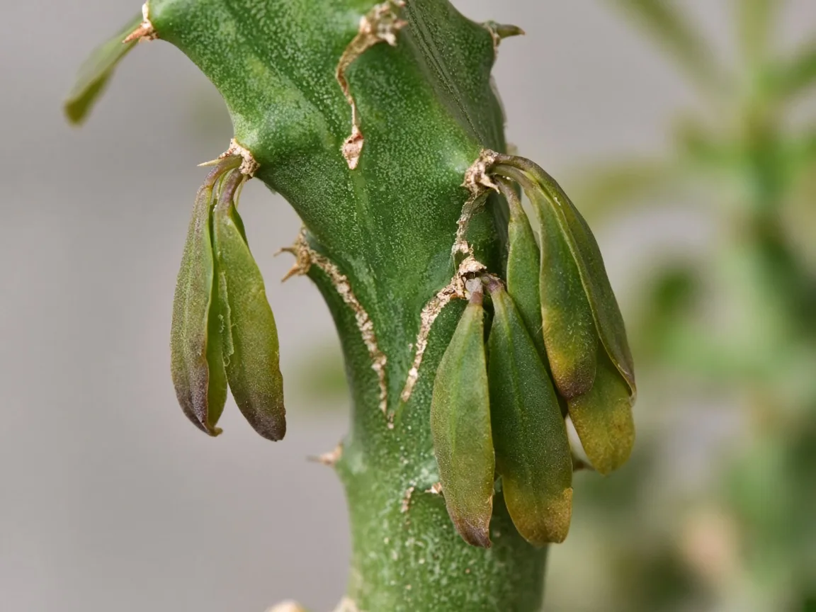 Close-up of a bent softening Euphorbia trigona stem with limp ridge leaves hanging along the groove