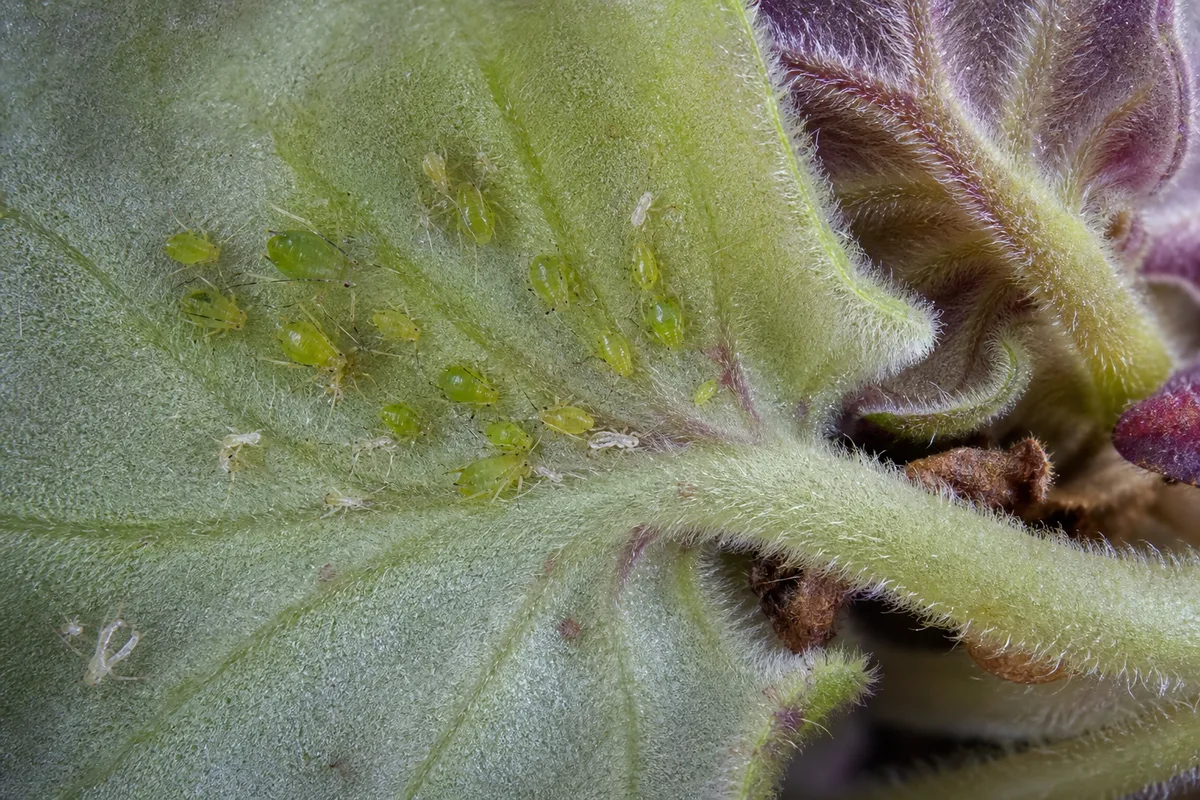Close-up of Aphids on African Violet - diagnostic detail