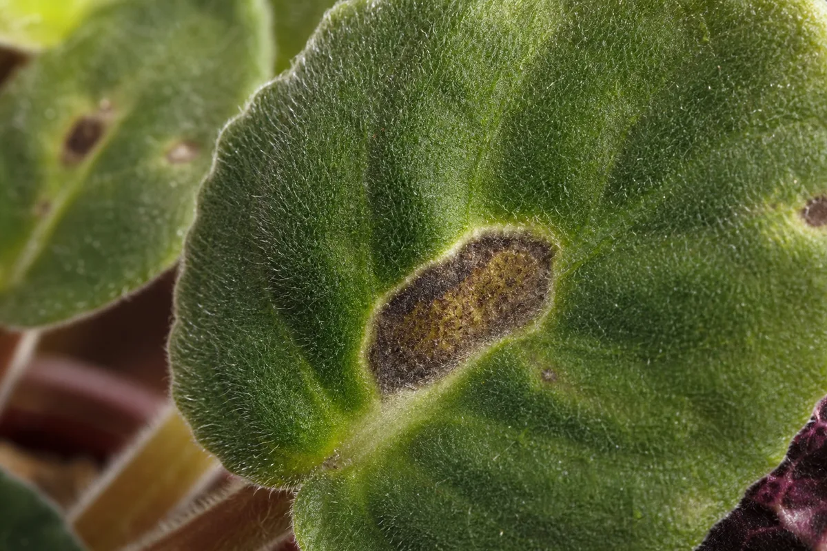 Black spots on African violet leaves for leaf-spot checking