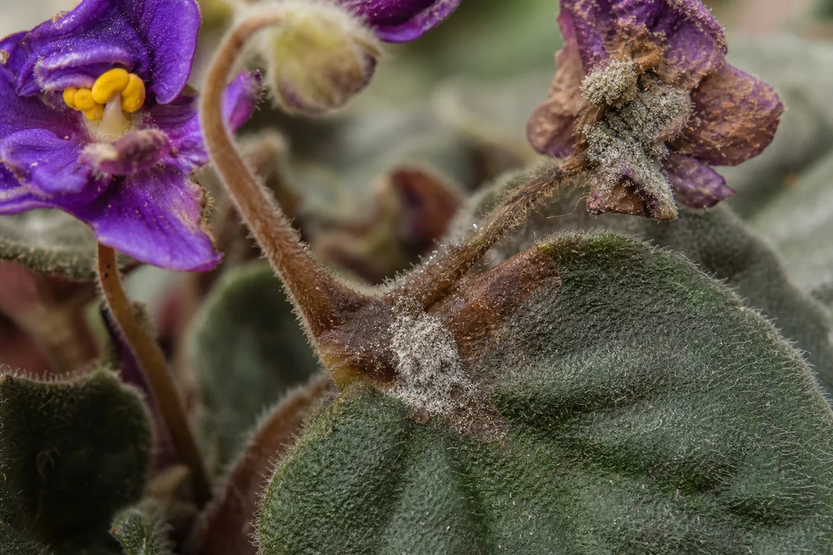 Close-up of blight on African violet - gray fuzzy mold on a water-soaked brown petiole lesion and mushy fading flower