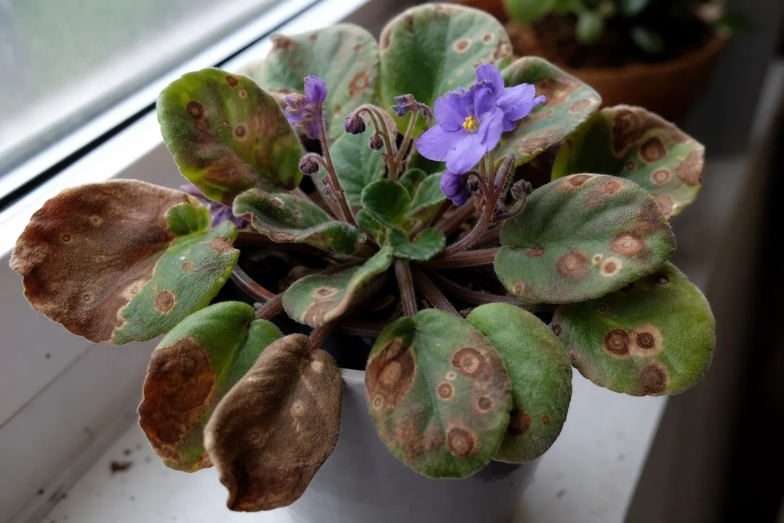 Brown Leaves on African Violet - visible symptom on the plant