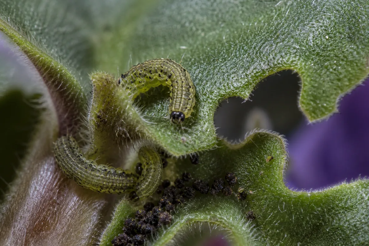 Close-up of Caterpillars on African Violet - diagnostic detail
