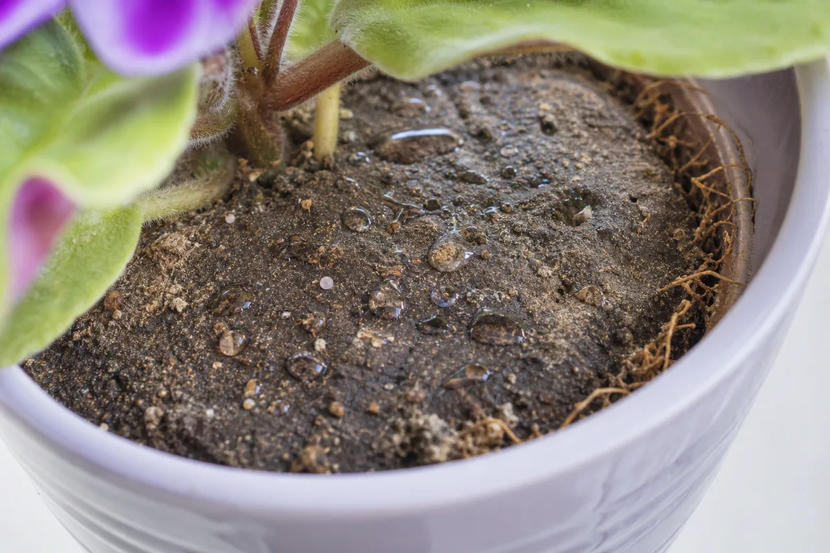 Close-up of compacted soil on African Violet - crusty hydrophobic mix surface with water beading instead of absorbing