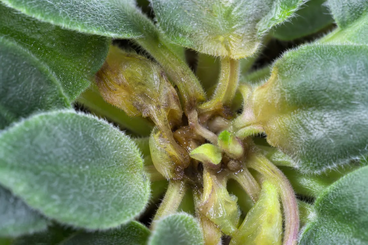 Close-up of crown rot on African Violet - limp water-soaked young center leaves at the rosette heart