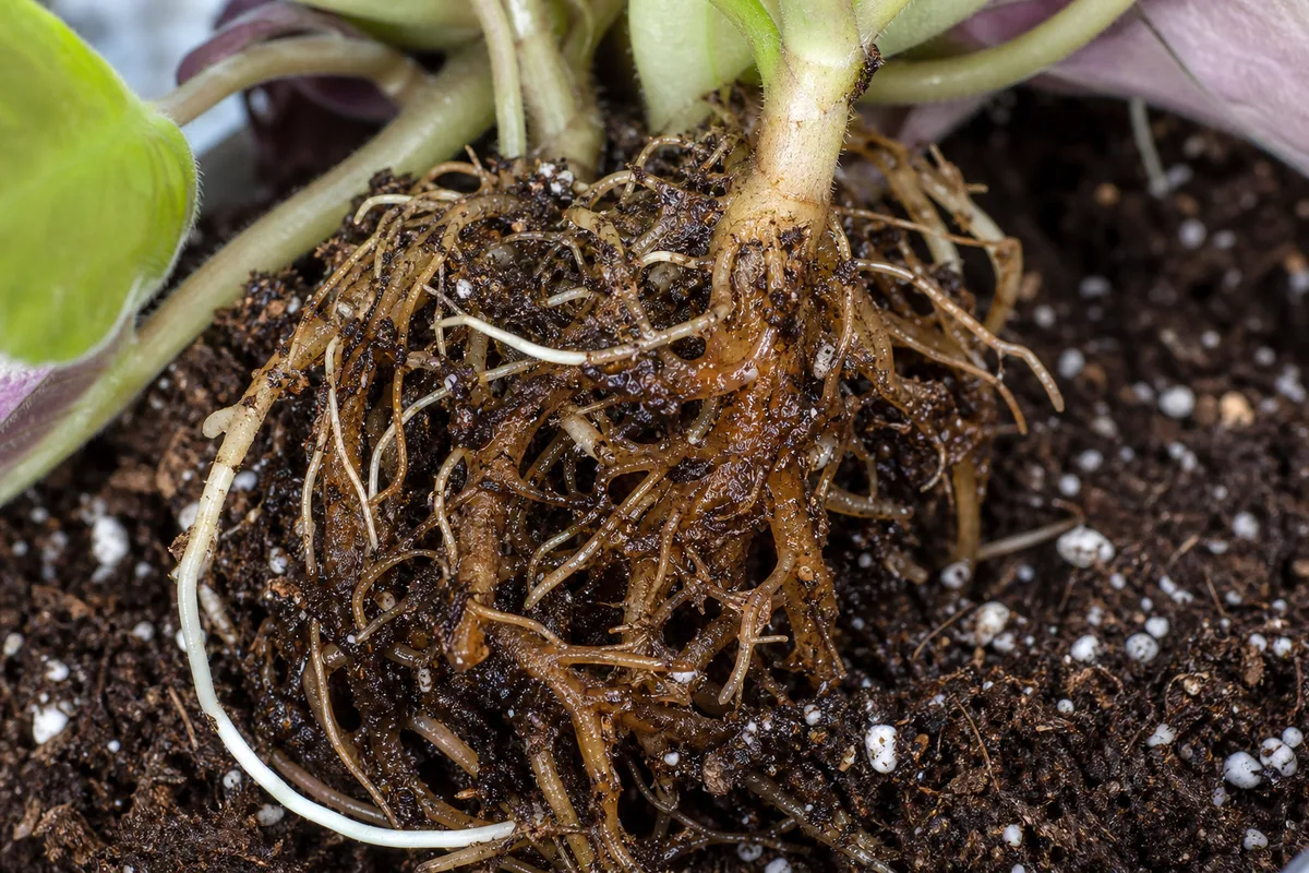 Close-up of damaged roots on African Violet - brown slimy roots among fewer pale healthy thread-like roots in wet mix