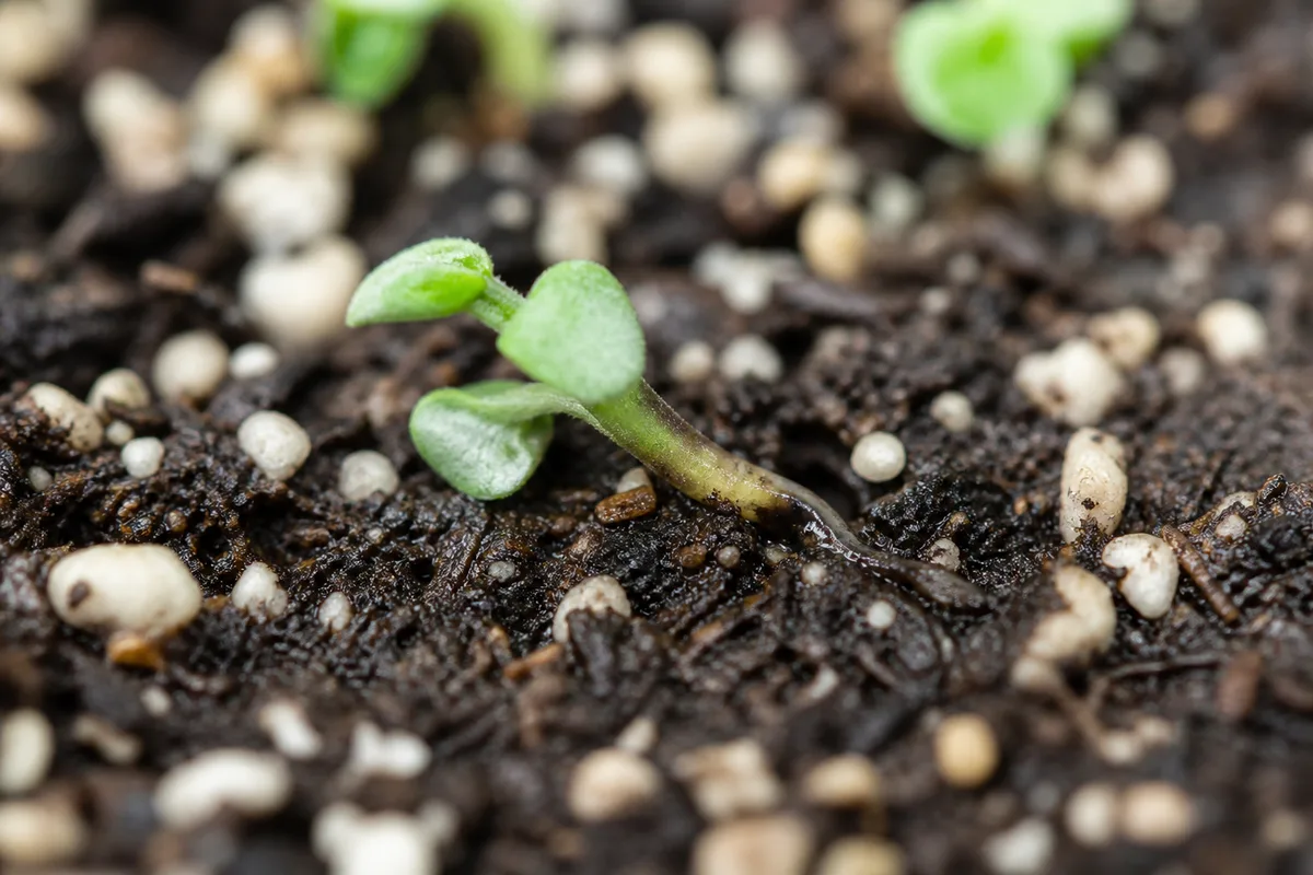 Close-up of damping off on African Violet seedling - water-soaked pinched stem at the soil line