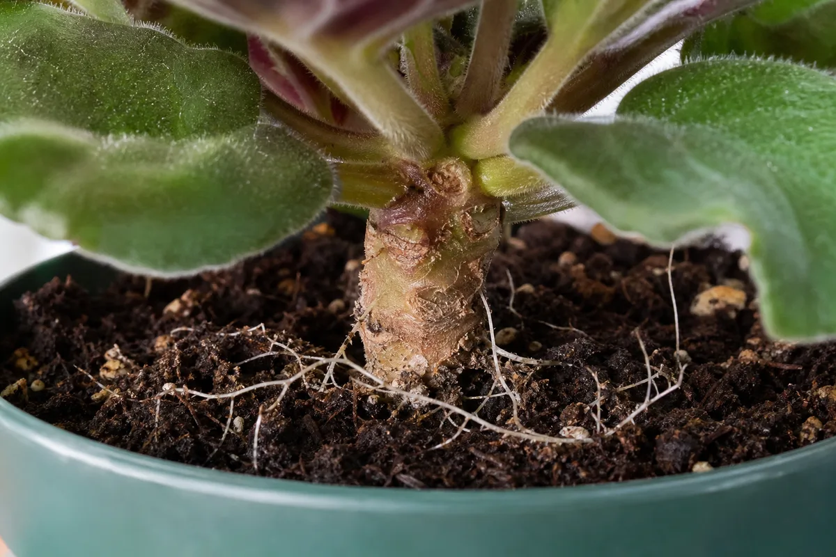 Close-up of exposed roots on African Violet - bare neck stem with leaf scars and fine white surface roots at the pot rim