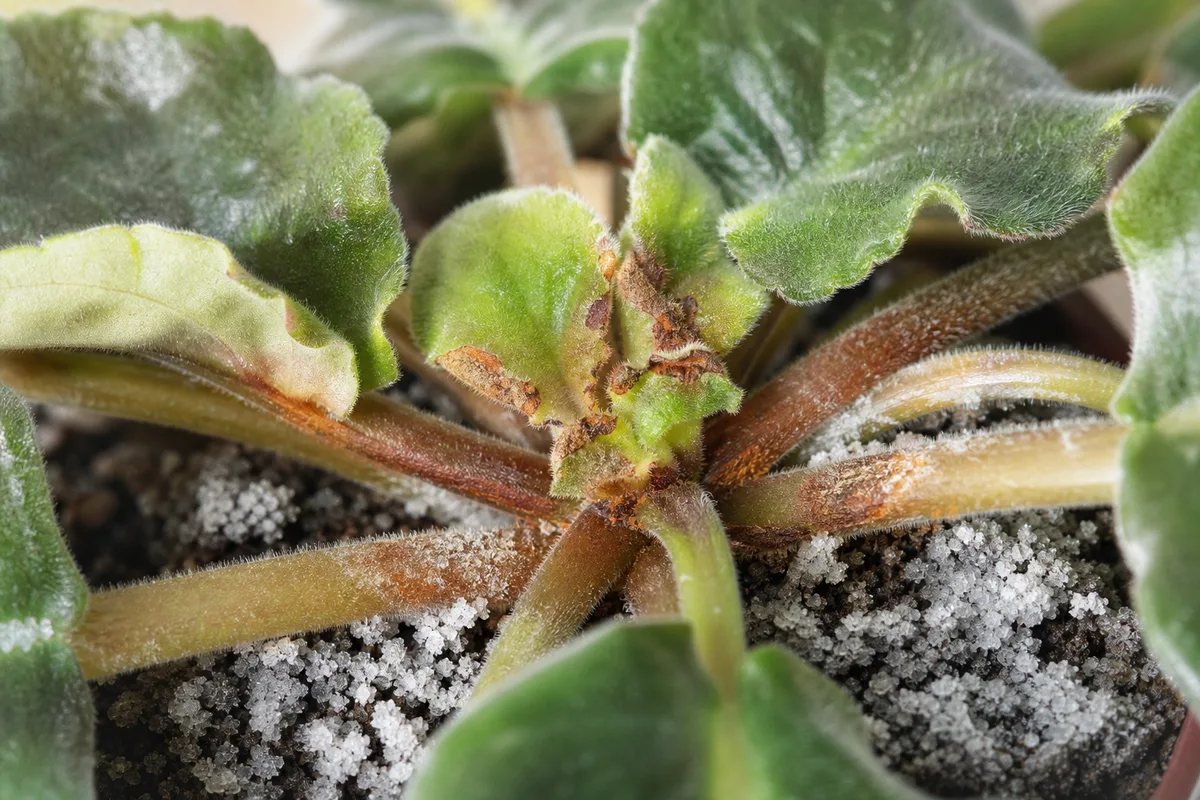 Close-up of fertilizer burn on African violet - salt crust on soil rim and rusty browned center leaf bases