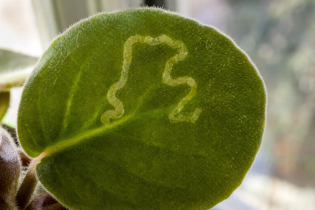 Close-up of leaf miners on African violet - serpentine pale tunnel inside backlit velvety leaf