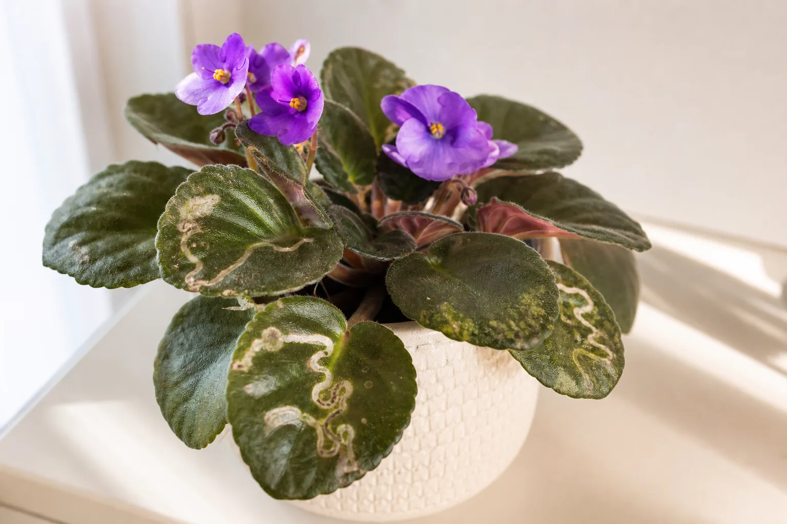 Leaf miners on African violet - pale winding trails inside velvety leaves