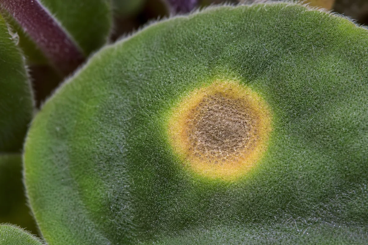 Water-soaked angular lesions on African violet leaves suggest bacterial leaf spot