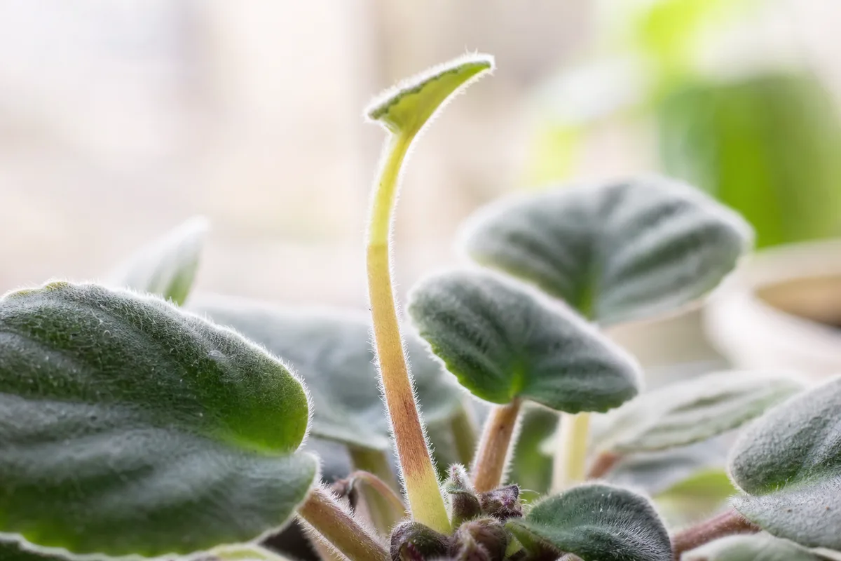 Close-up of leggy growth on African violet - elongated petiole and bare neck below crown