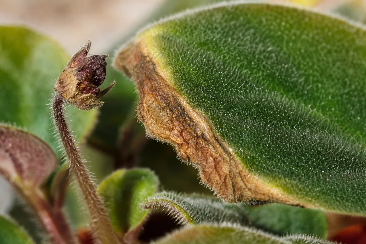 Close-up of low humidity on African violet - brown crisp leaf margin and shriveled bud