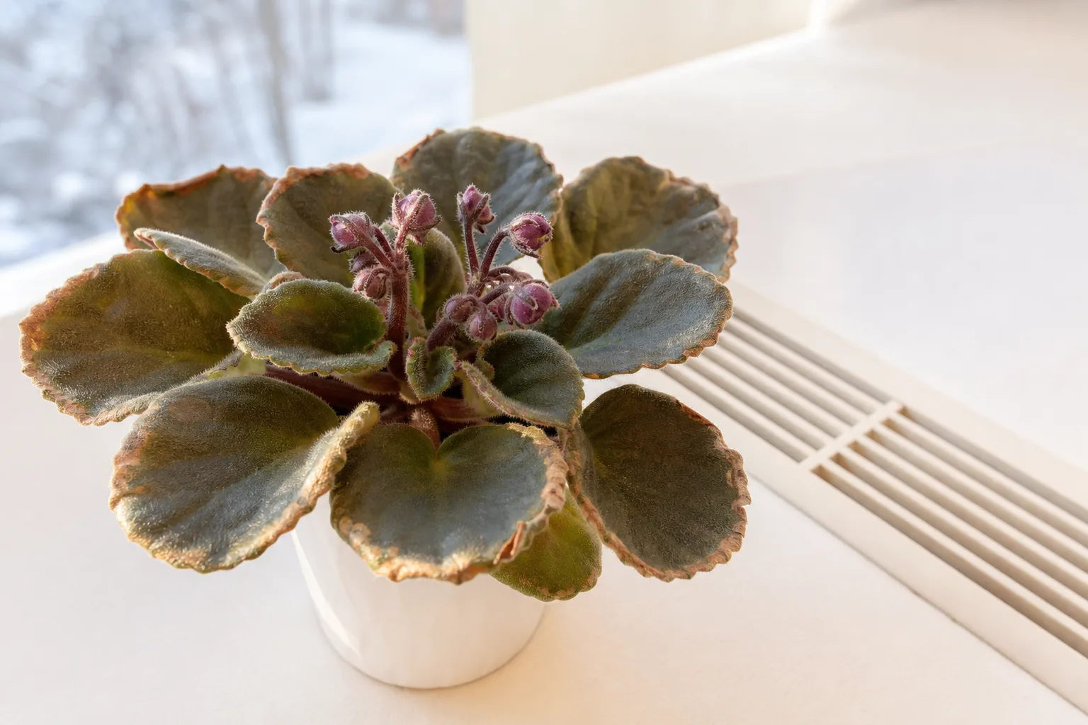 Low humidity on African violet - brown crisp leaf margins and shriveled unopened buds