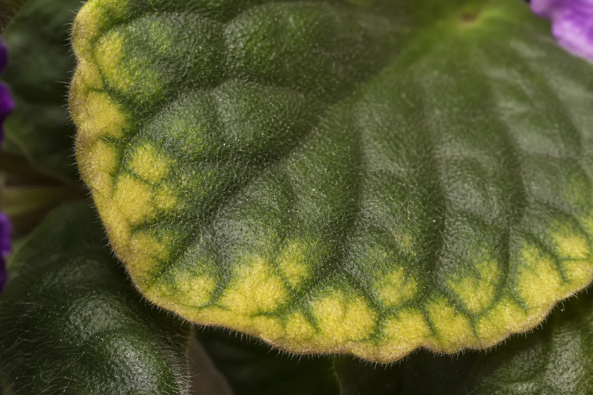 Close-up of Magnesium Deficiency on African Violet - diagnostic detail