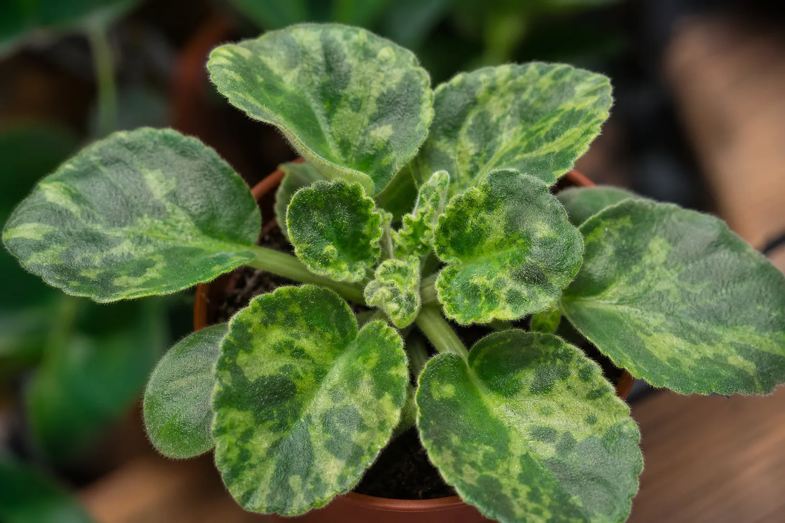 Mosaic Virus on African Violet - visible symptom on the plant