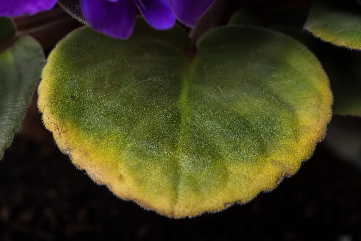 Close-up of Nitrogen Deficiency on African Violet - diagnostic detail