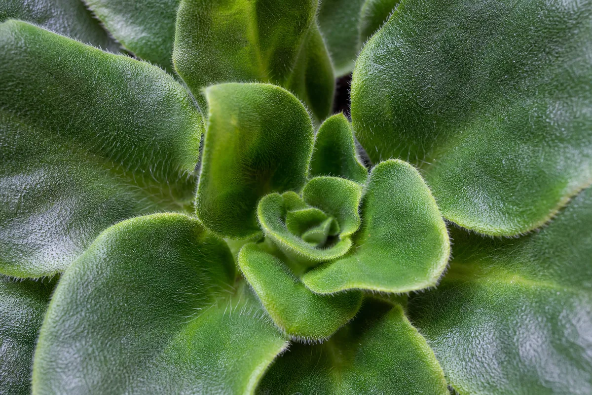 Close-up of No Flowers on African Violet - diagnostic detail