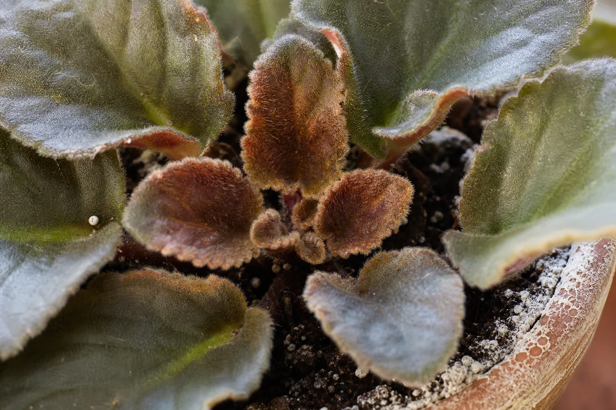 Close-up of overfertilization on African Violet - rusty bronzed new center leaves and salt crystals