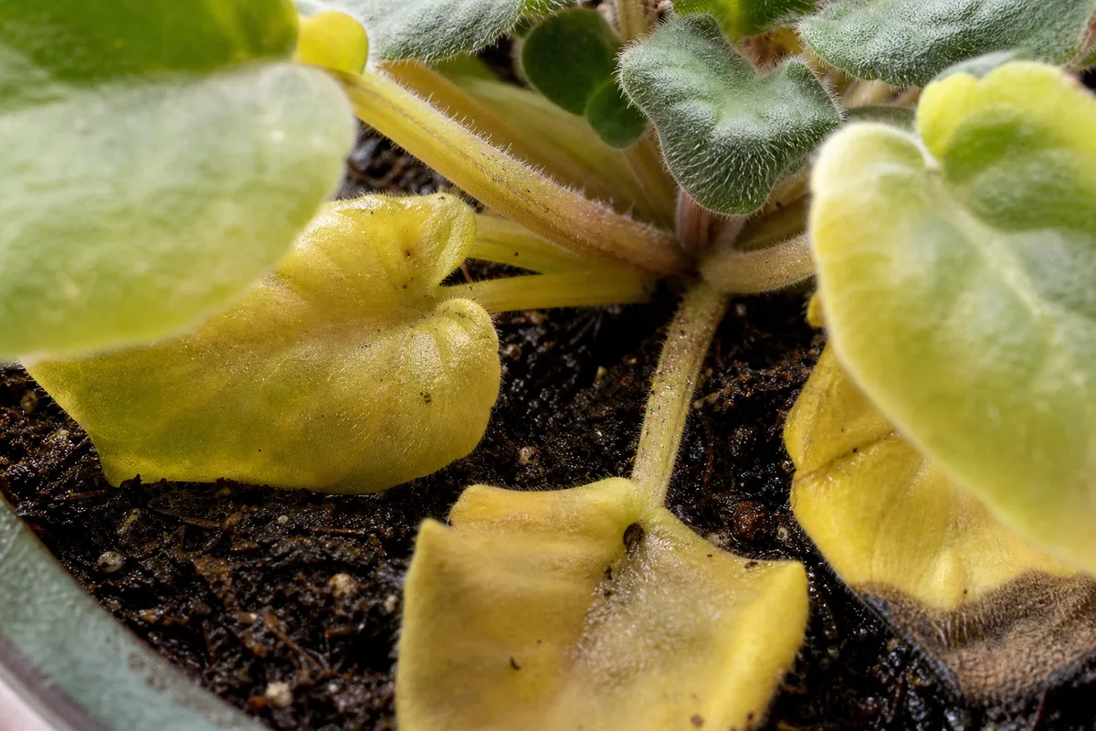 Close-up of overwatering on African Violet - yellow limp lower leaves above dark damp mix