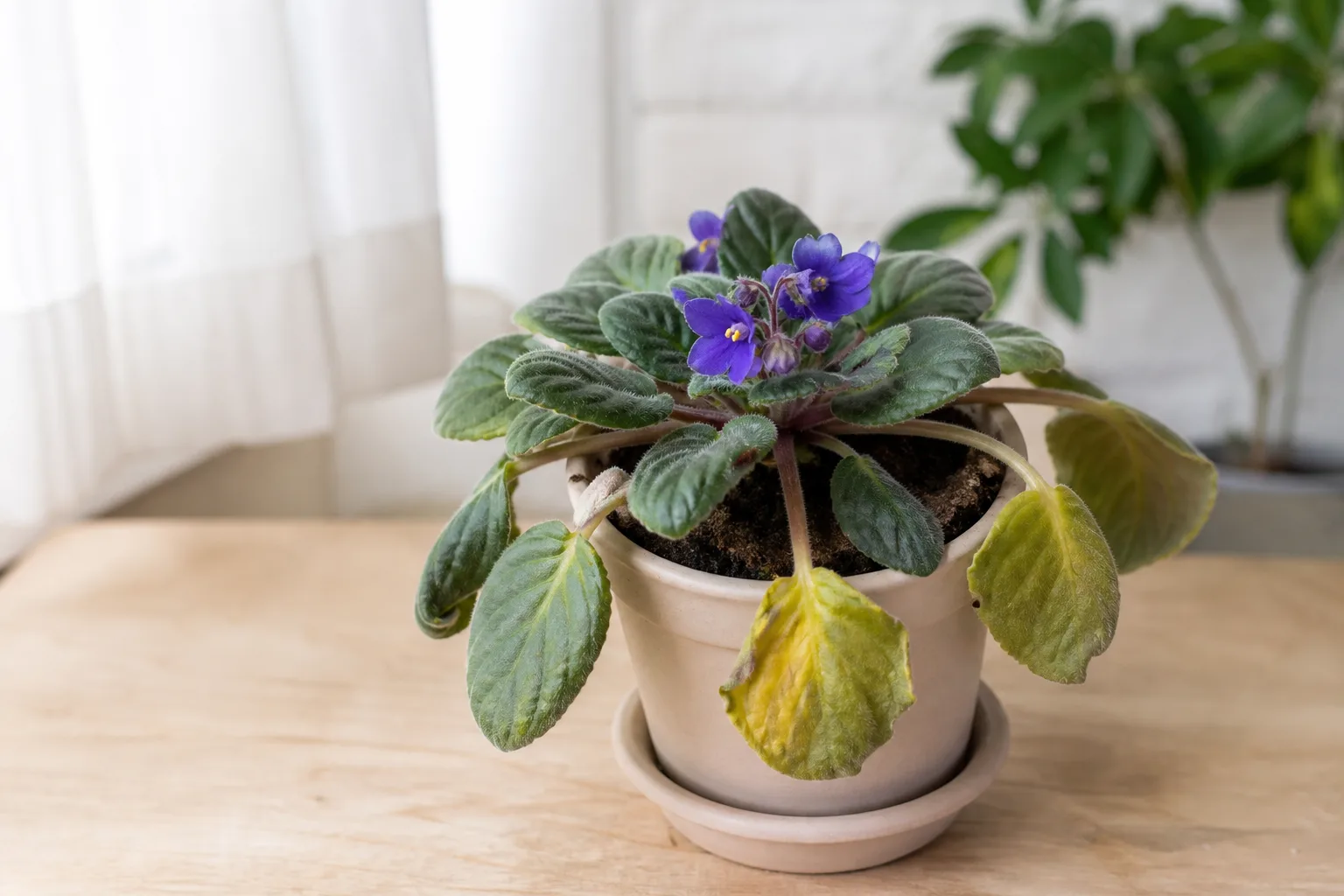 Overwatering on African Violet - yellow drooping lower leaves on still-moist soil