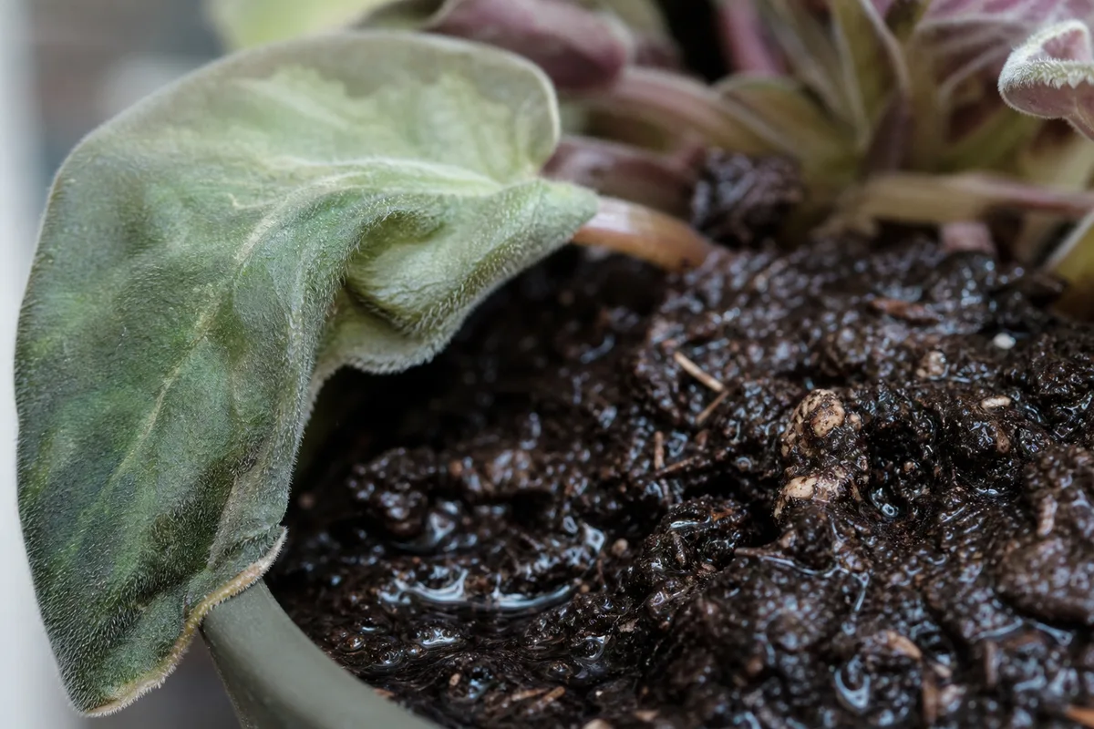 Close-up of Poor Drainage on African Violet - diagnostic detail