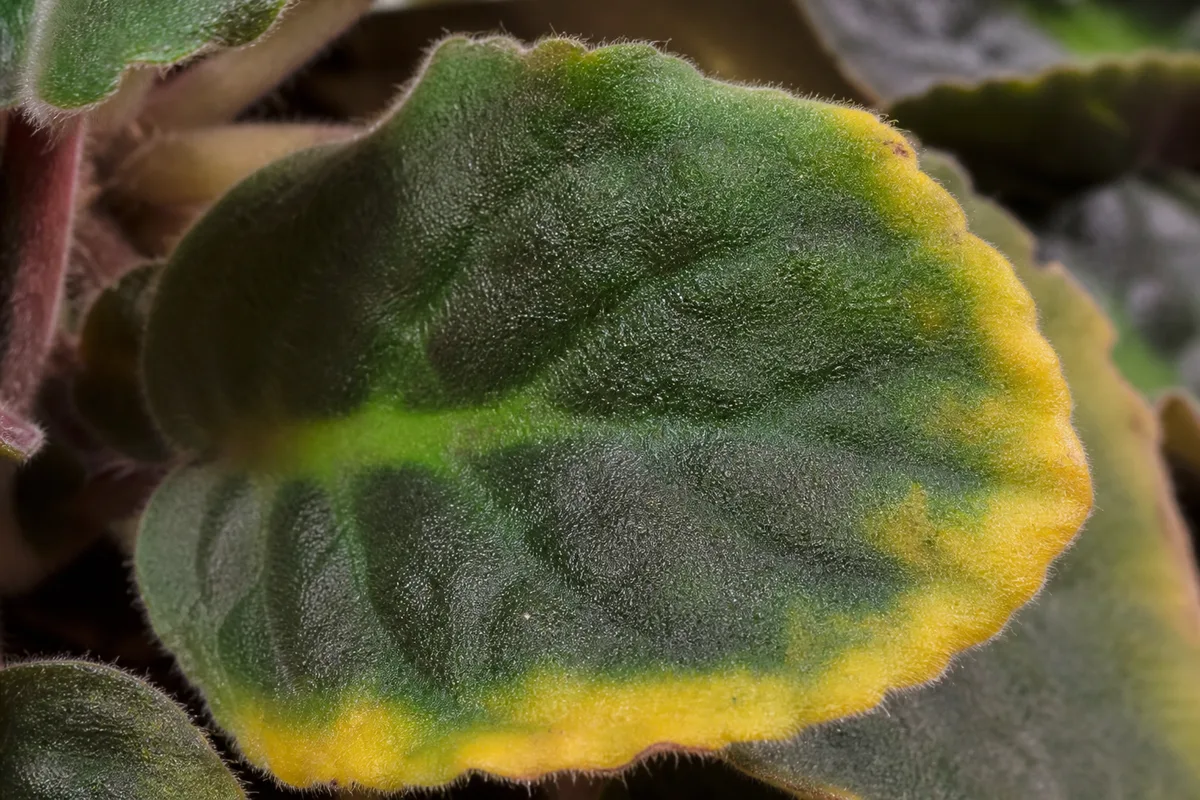 Close-up of Potassium Deficiency on African Violet - diagnostic detail