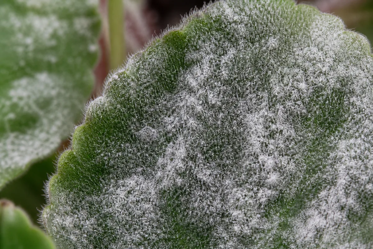 White powdery coating on African violet leaves from powdery mildew
