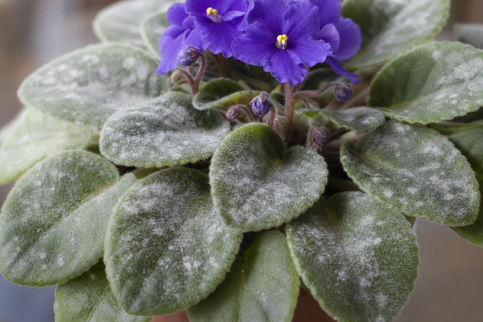 Powdery Mildew on African Violet - visible symptom on the plant
